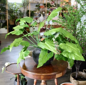 Potted Taro Plant